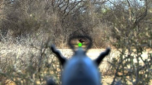 Catare cu fibra optica pentru arme de vanatoare cu sina ventilata HiViz TriViz Combo